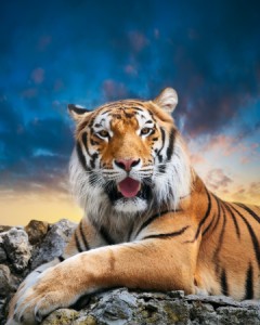 17014865 - tiger on the sky background